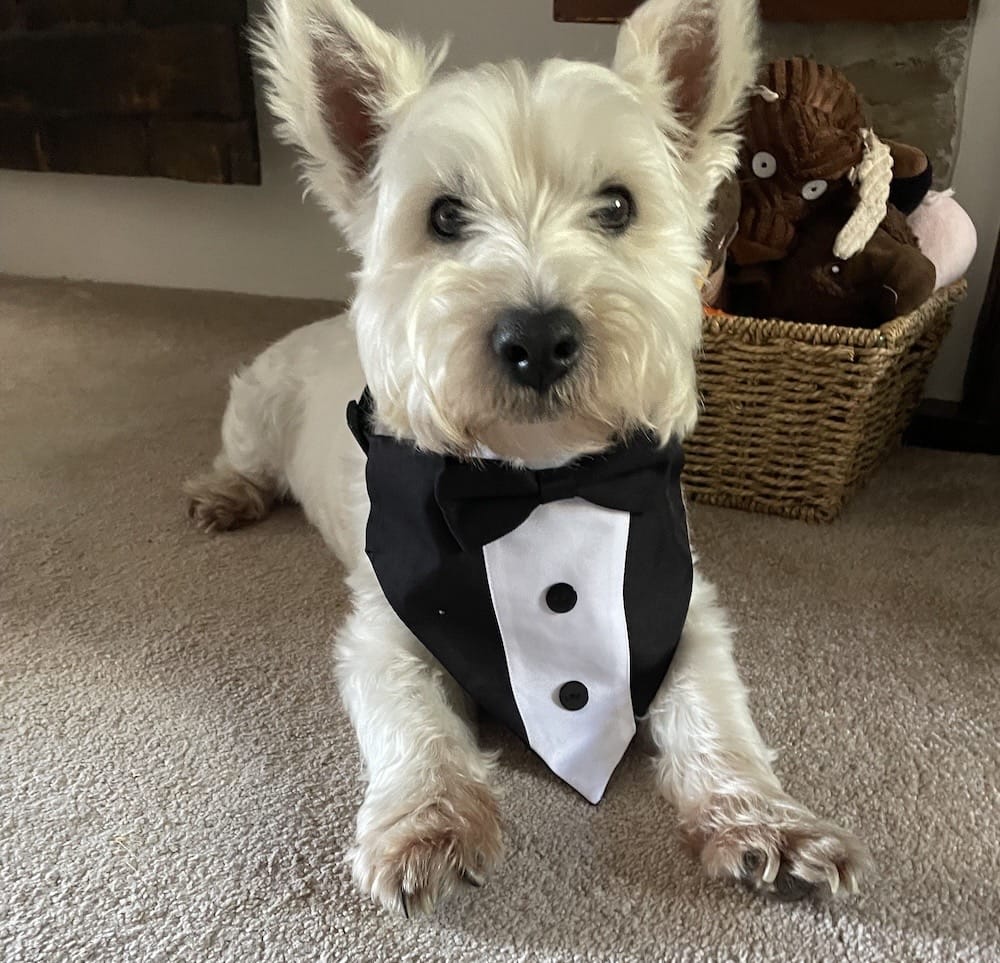 Toby is a very handsome white furred pup who can be seen here with a bowtie and suit collar on. Very handsome, good boy!