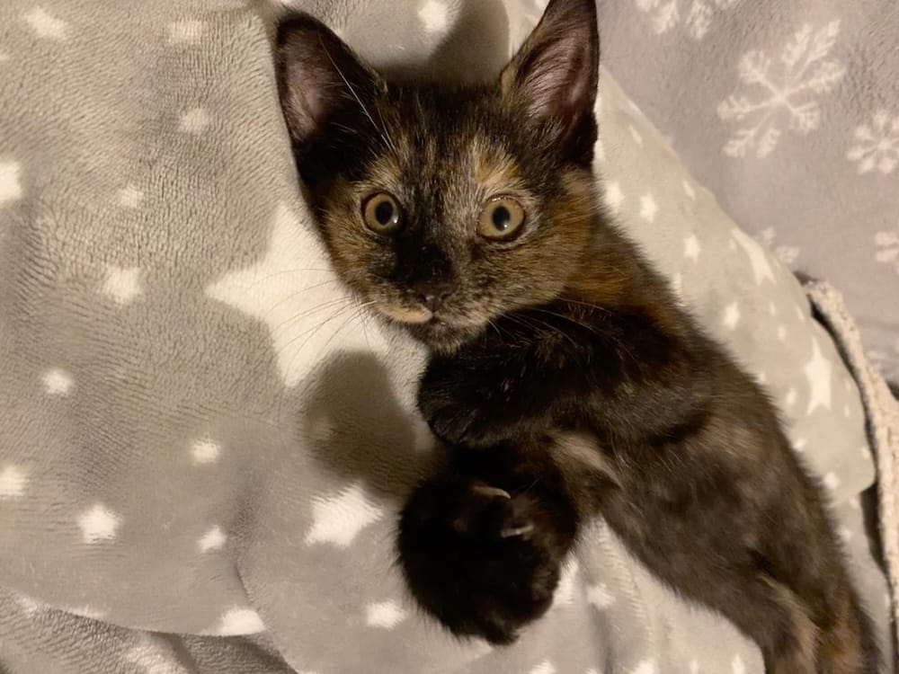 Molly is a kitten void floof, who is jet black, but with the most beautiful brown eyes. What a cutie!