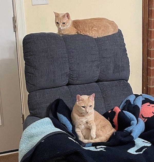 Skye and Ginger are two extremely cute ginger cybercats who can be seen sat on a chair near each other.