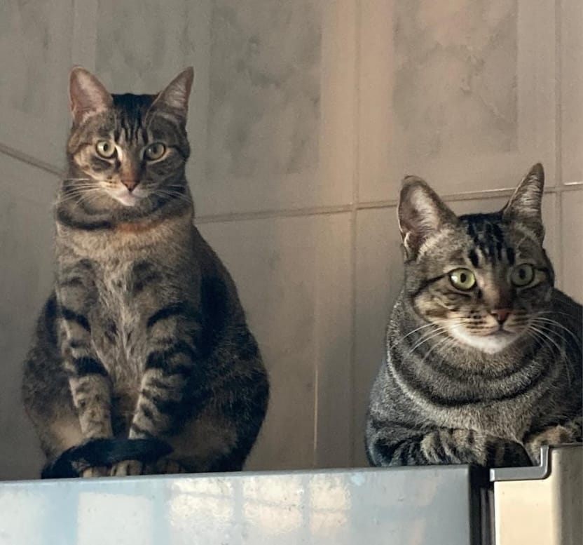Corina and Federico are two very beautiful grey and brown tabby cats who can be seen on top of their human's fridge