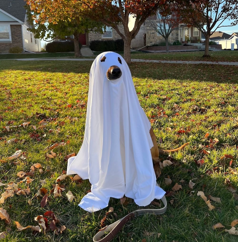 a photo of a very cute pupper covered in a white sheet with holes cut out over its eyes and mouth, as if a ghost, on a leavy back garden with grass and trees in the background.