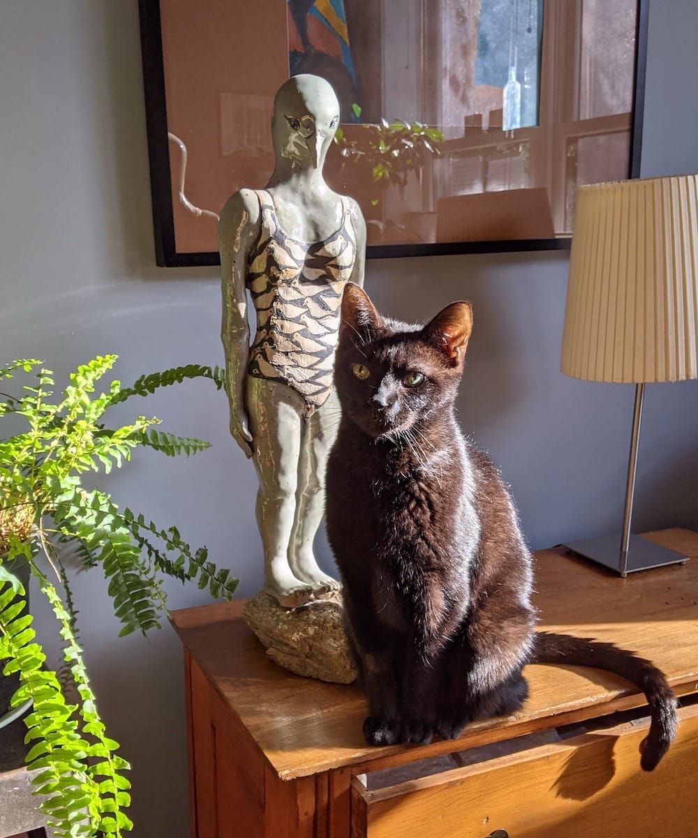 Mighty is a jet black cat who can be seen basking in the sunlight on top of a wooden chest of drawers; there is a lamp and a fern in the background.