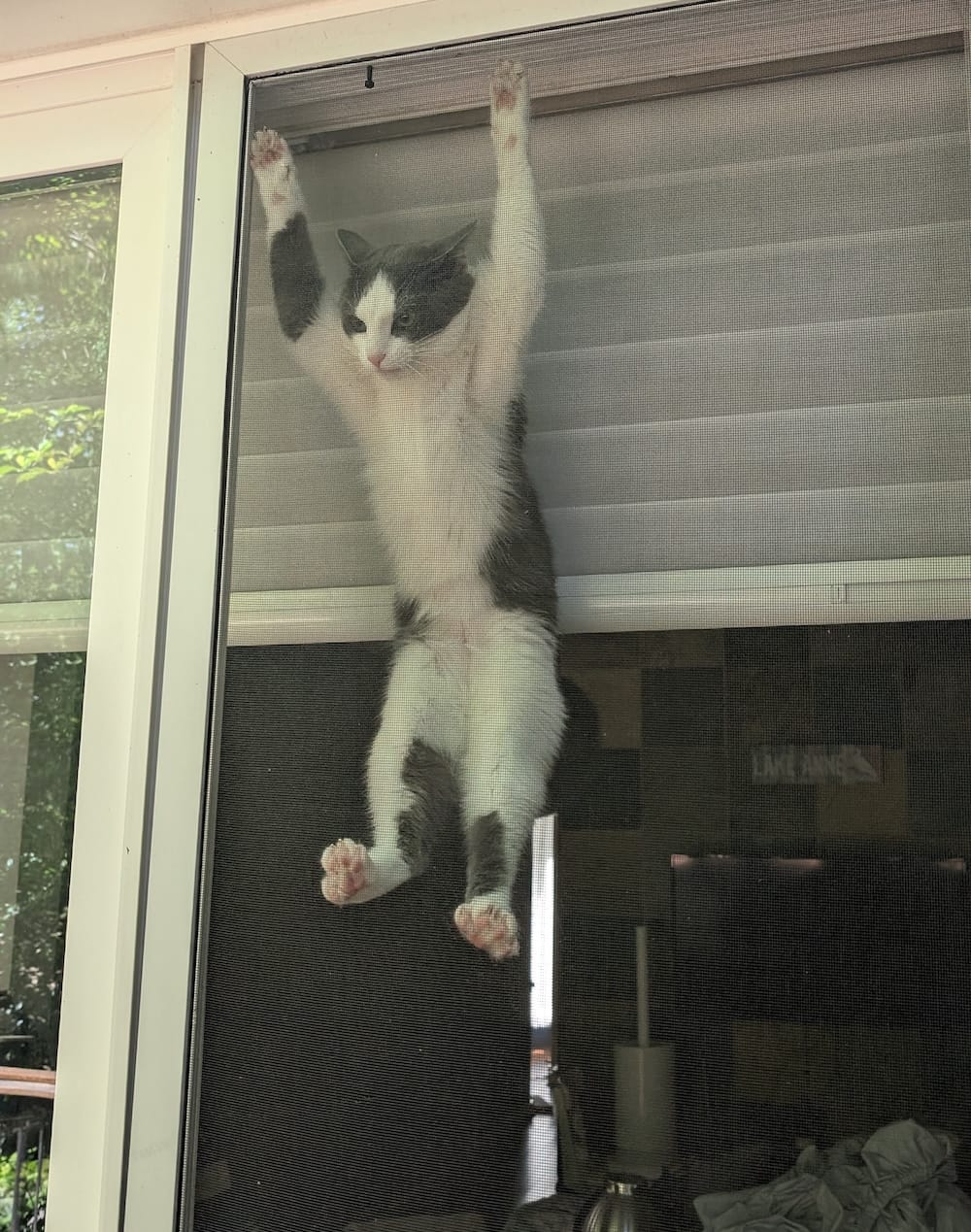 Millie is a grey and white kitten who can be seen here with her paws on a garden door screen; you can see her belly and paws, and a nonchalant look on her face. Extremely cute.