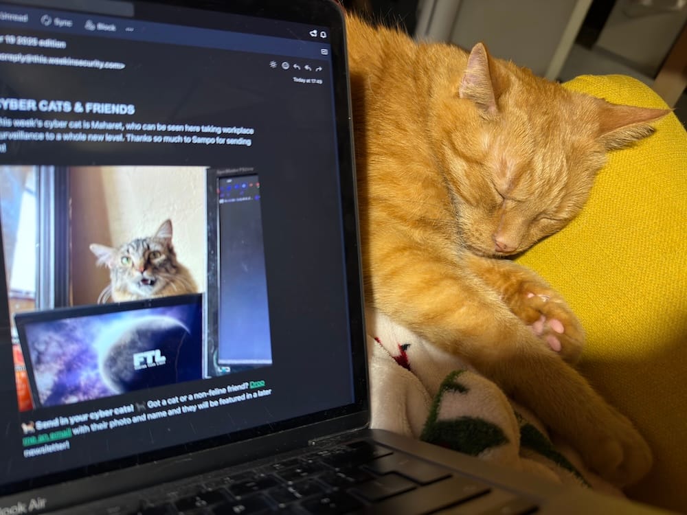Hermes is a very handsome ginger cat who can be seen asleep on a yellow armchair, with a laptop next to him with a previous edition of this week in security on the display.