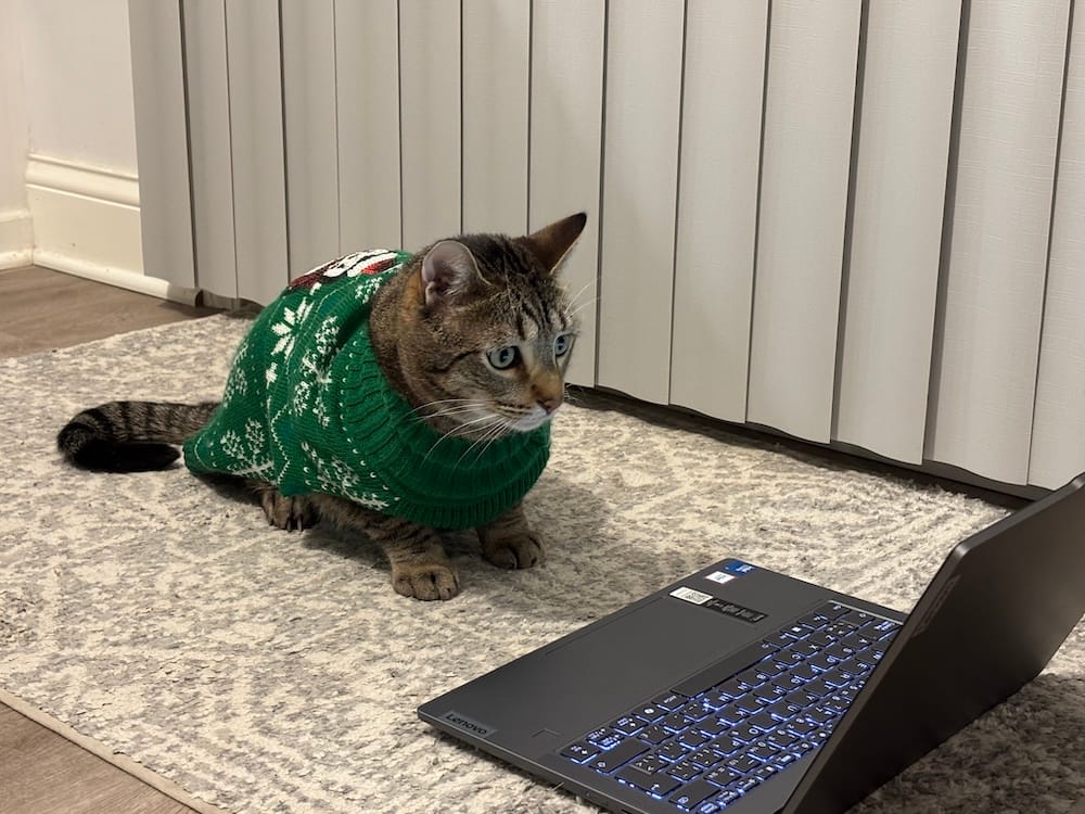 Maverick is a very, VERY cute tabby cat wearing a cat-sized green Christmas sweater, while Maverick stares intently at a computer screen in front of them.