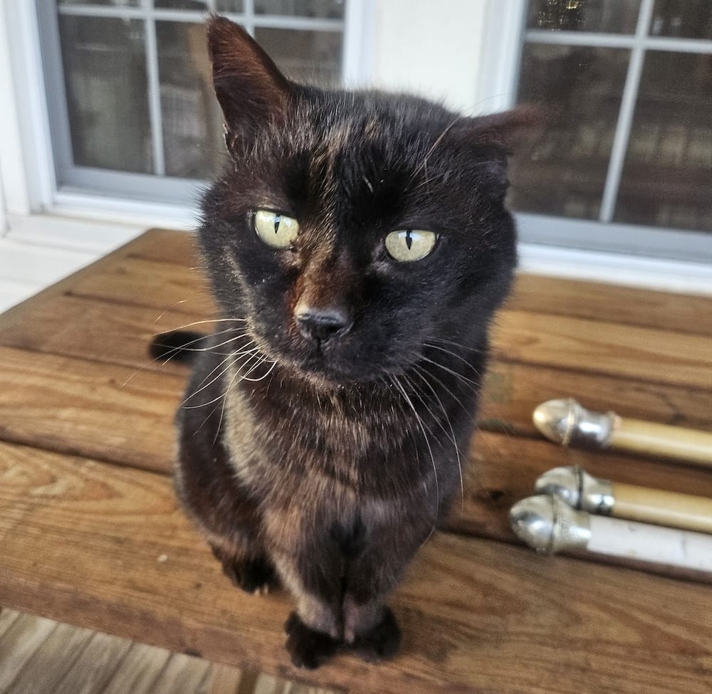 Boo is a very handsome void floof (re: black cat) who can be seen here stood up on a wooden table, looking at the camera.