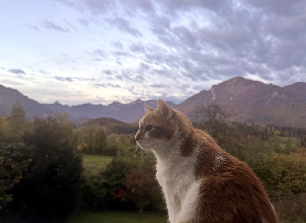 Findus is an orange and white kitty who is very, very handsome, and can be seen posing for a photo with the Bavarian mountains in the background. 