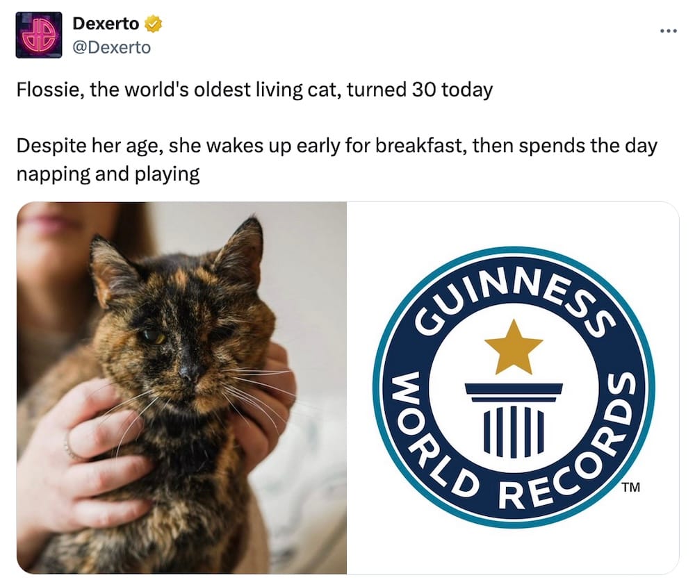 Dexerto tweet: "Flossie, the world's oldest living cat, turned 30 today  Despite her age, she wakes up early for breakfast, then spends the day napping and playing" followed by a photo of Flossie, a very beautiful brown and orange kitty.