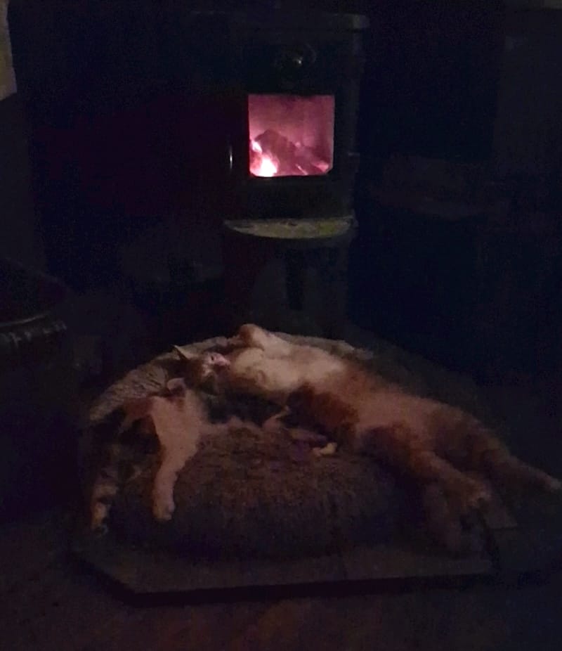 two ginger cyber cats on a bean-bag asleep, one of them belly up, in front of a wood-fire furnace. there's not much light, but it's a very cozy scene.