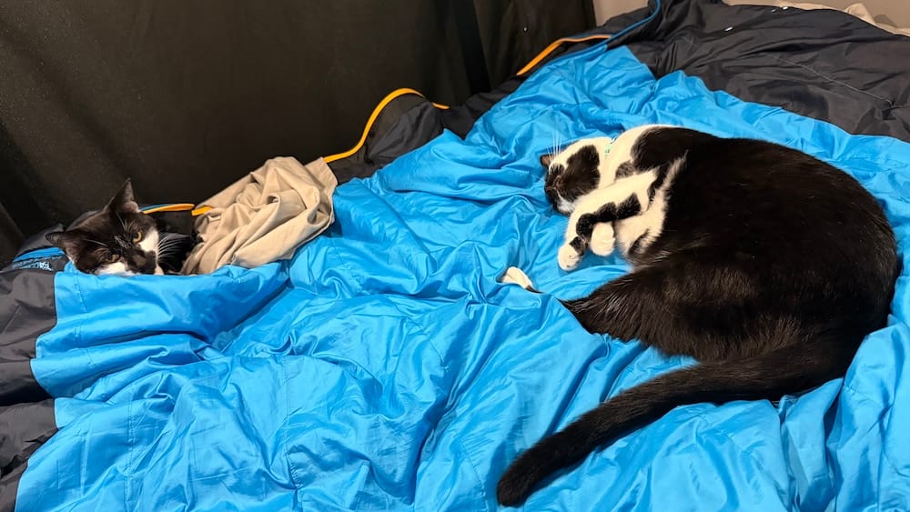 Arya and Batman are two beautiful black and white kitties who can be seen on a blue blanket snuggling up and asleep.