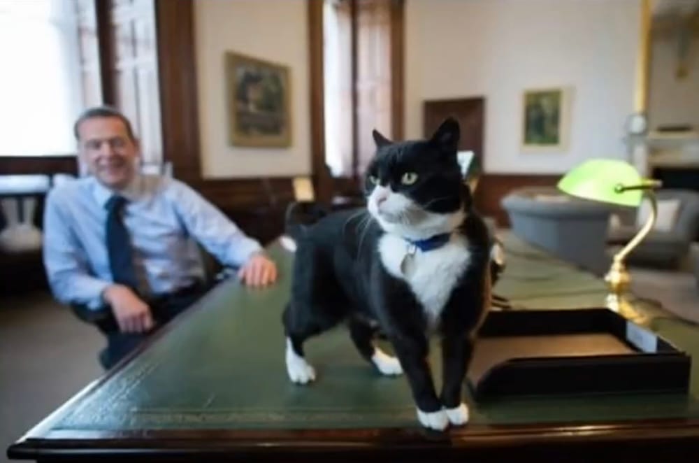 a photo of Palmerston, a black and white tuxedo cat, on the desk of his human in Bermuda.