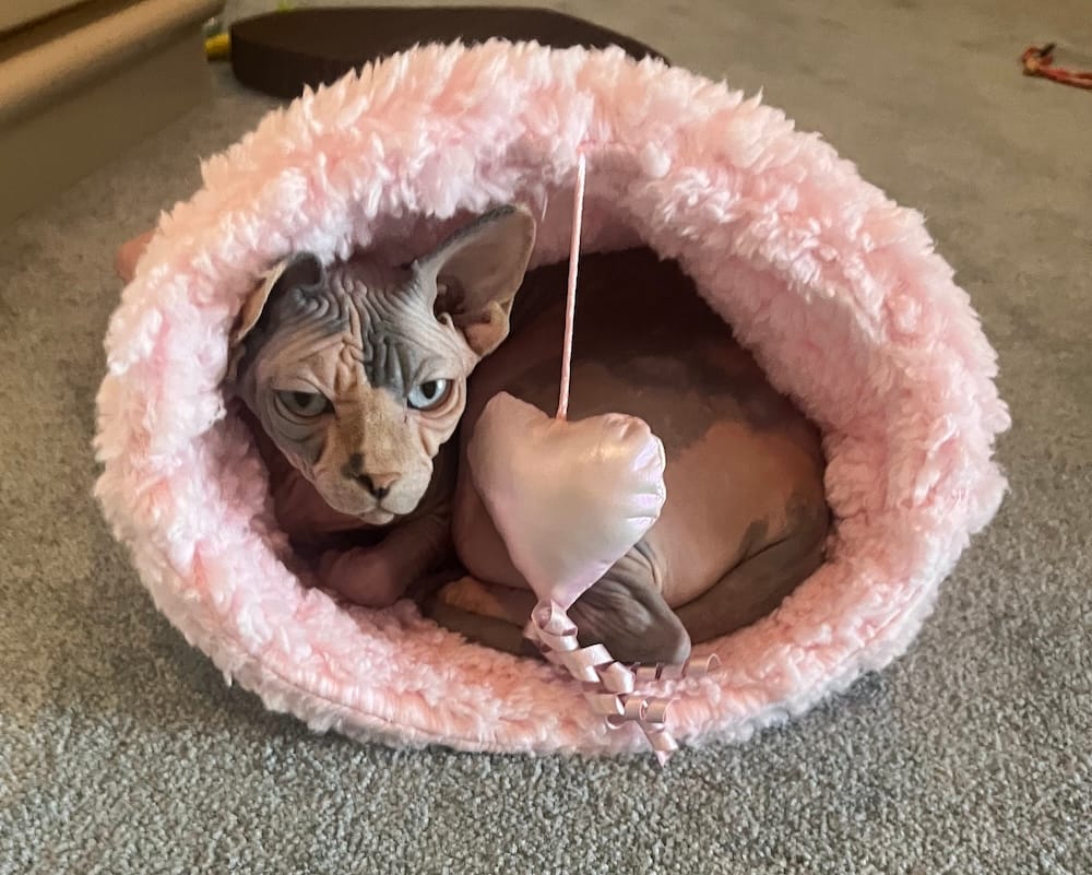 Anya is a very cute, sleepy hairless kitty who can be seen in this photo in a pink fluffy cat bed, with a pink heart toy, snuggled up.