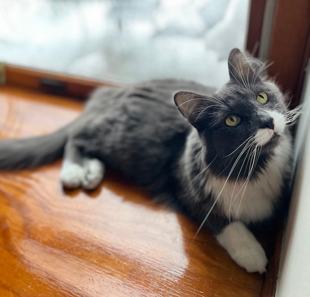 Archie is a black and white tuxedo kitty who can be seen here on a wooden windowsill, looking up at the wall, as if to ponder.