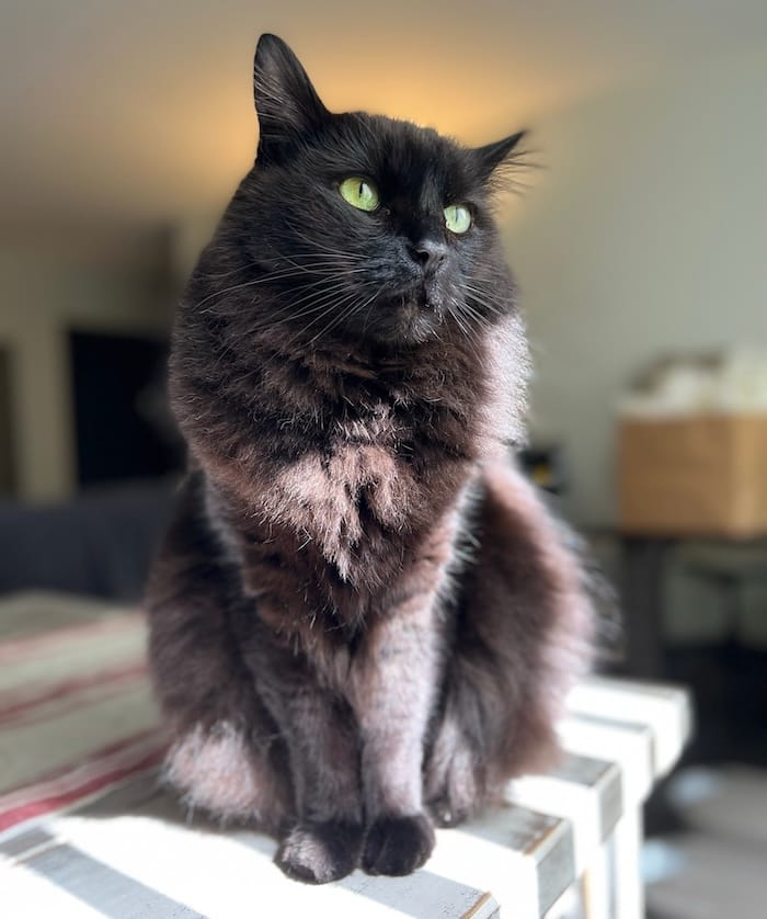 Sage is a black and grey floofy cat with beautiful green eyes who can be seen on a table with sunlight glowing over him.