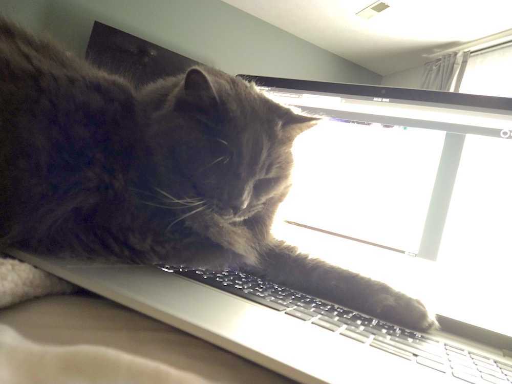A dark grey cat called Ash sprawled out over a laptop keyboard.