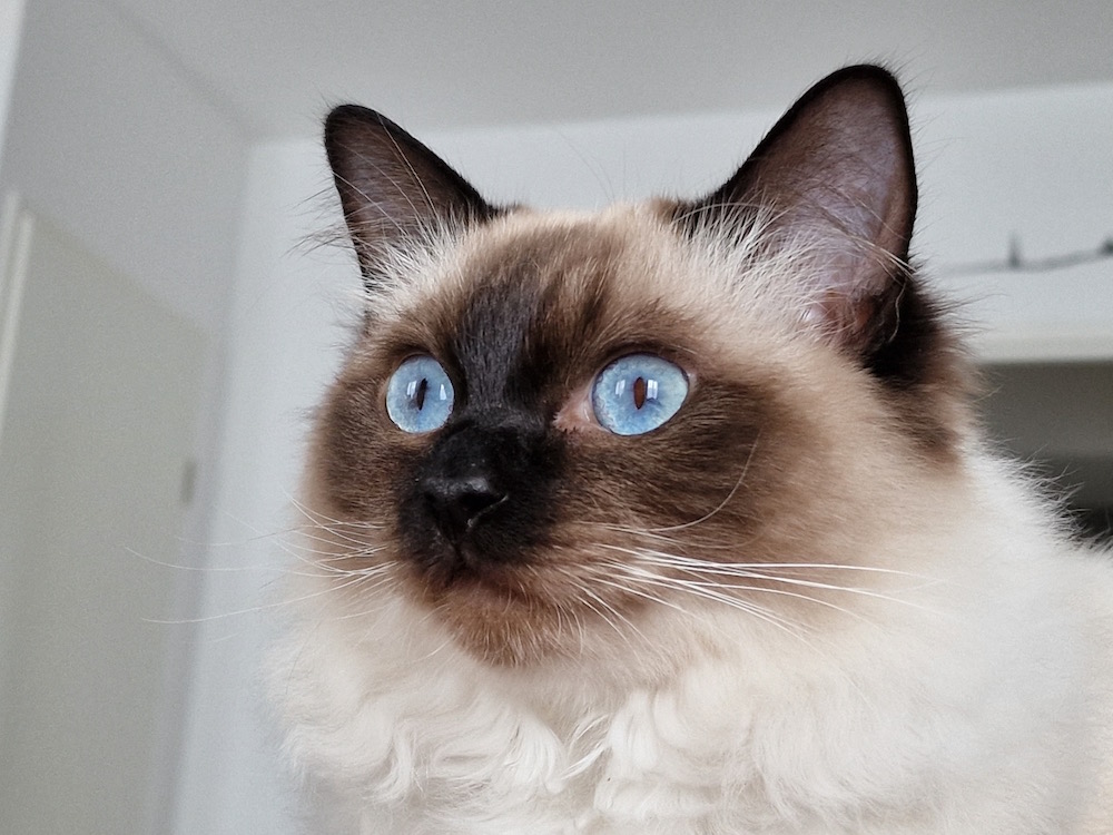Styx, a cyber cat