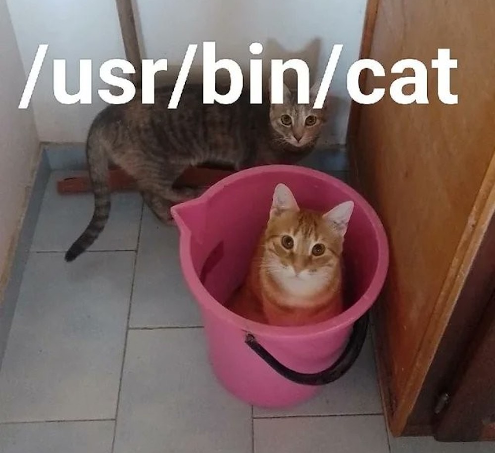A cat outside a pink bucket, and a cat inside a pink bucket, with the caption "/usr/bin/cat"