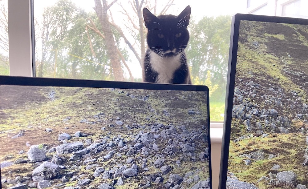 Magnumpy sat behind two computer displays on a windowsill with trees in the background.