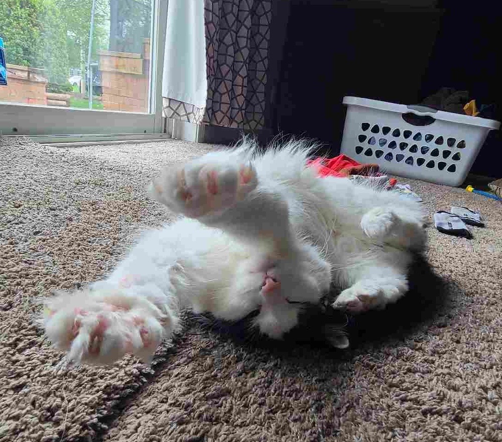 Cow is a very fluffy white kitty with big paws and rolling on their back on the carpet by the garden door.