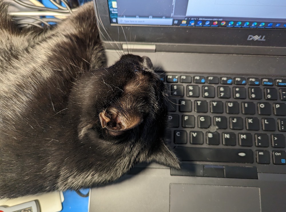 A jet black cyber cat called Bastet, who is asleep on their human's laptop keyboard.